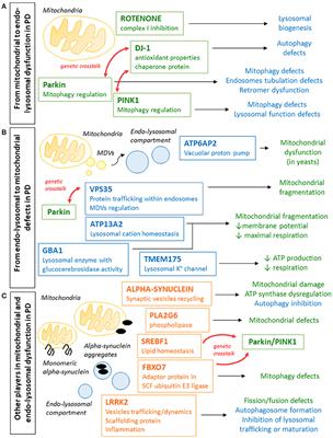 Crosstalk between Lysosomes and Mitochondria in Parkinson's Disease